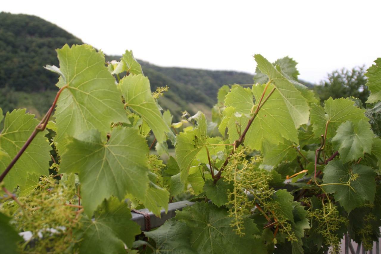 Weingut Sauer-Kettermann Villa Enkirch Exteriör bild